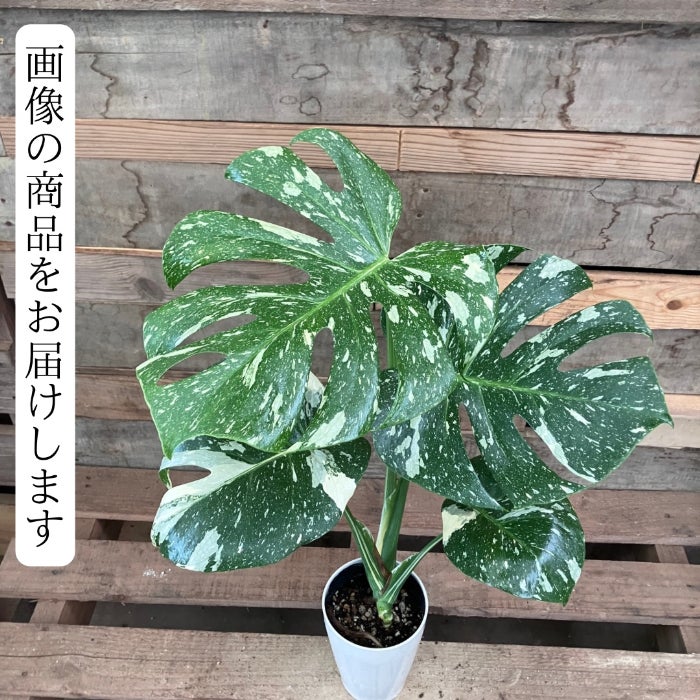観葉植物現品販売