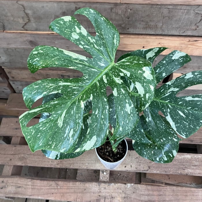観葉植物現品販売