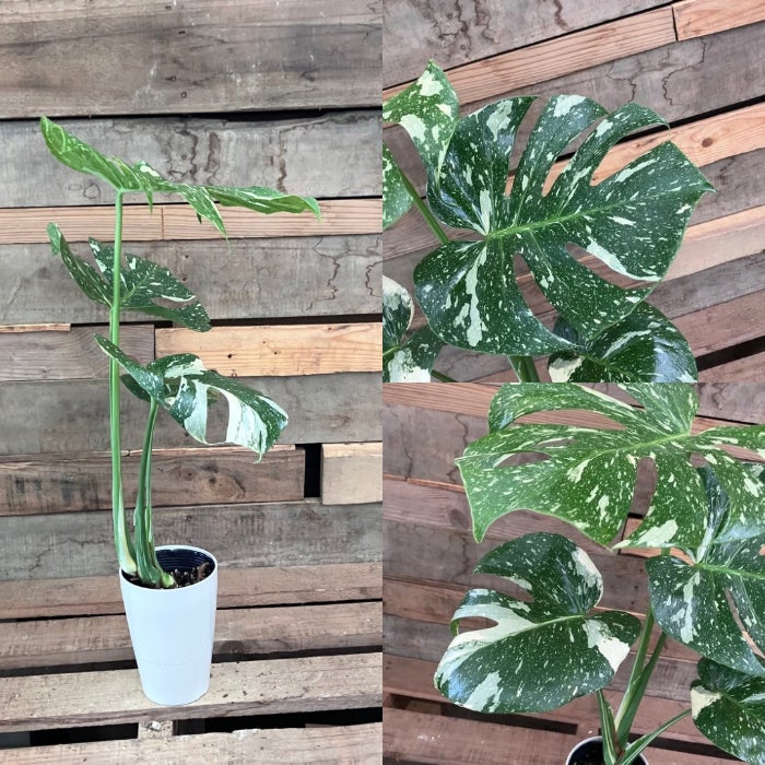 観葉植物現品販売