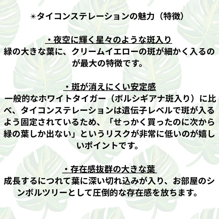 観葉植物現品販売