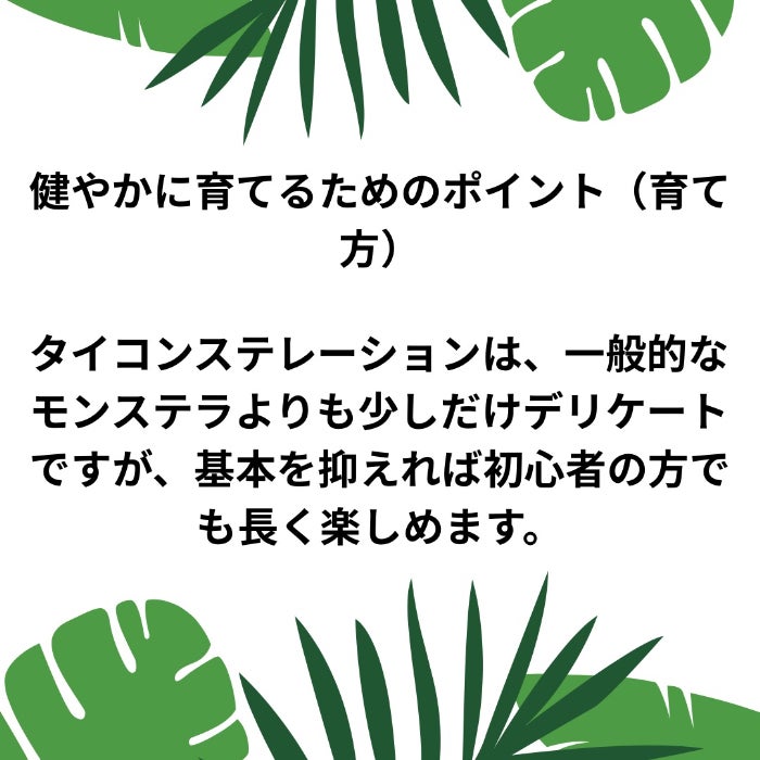 観葉植物現品販売