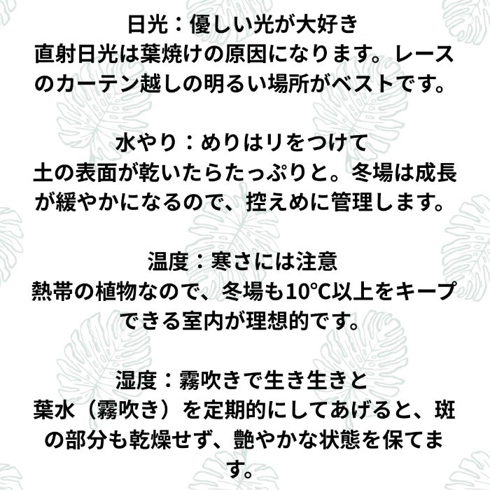 観葉植物現品販売