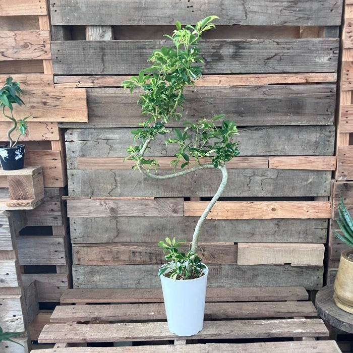 観葉植物現品販売