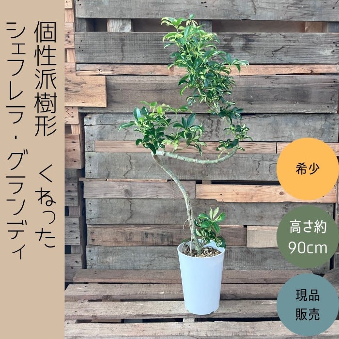 観葉植物現品販売