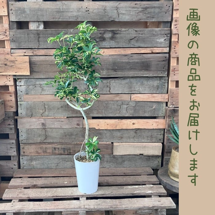 観葉植物現品販売