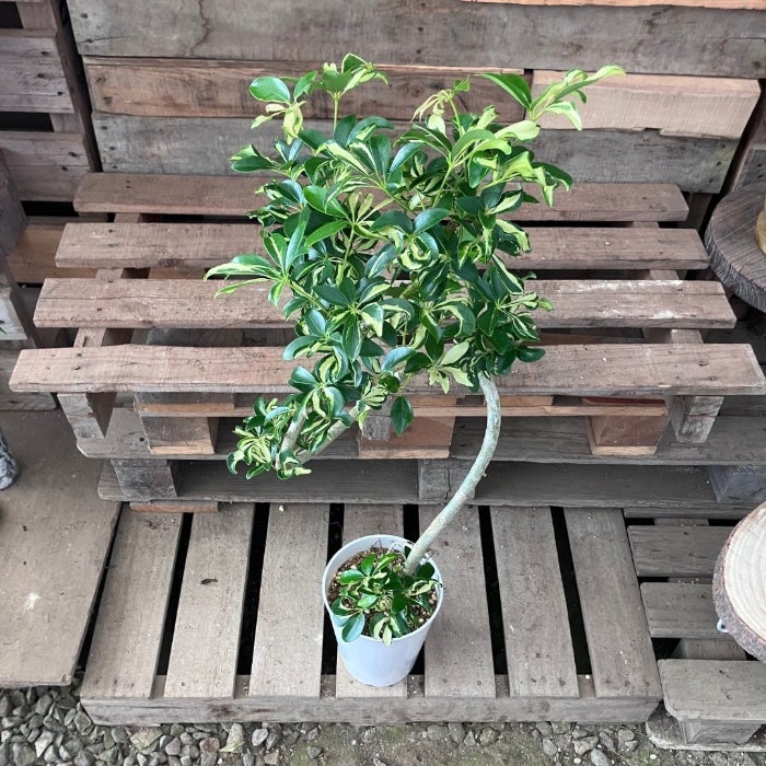 観葉植物現品販売