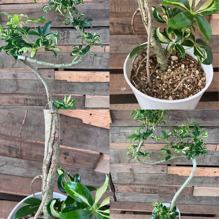 観葉植物現品販売
