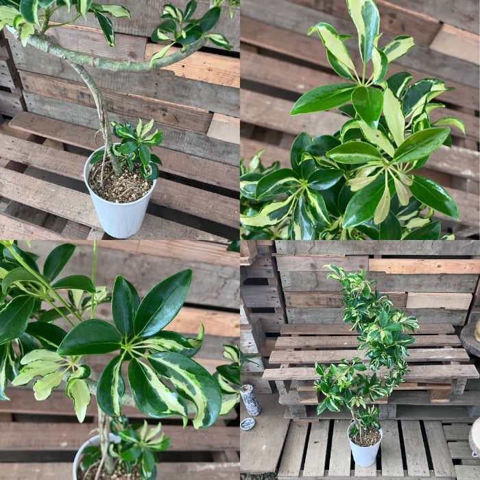 観葉植物現品販売