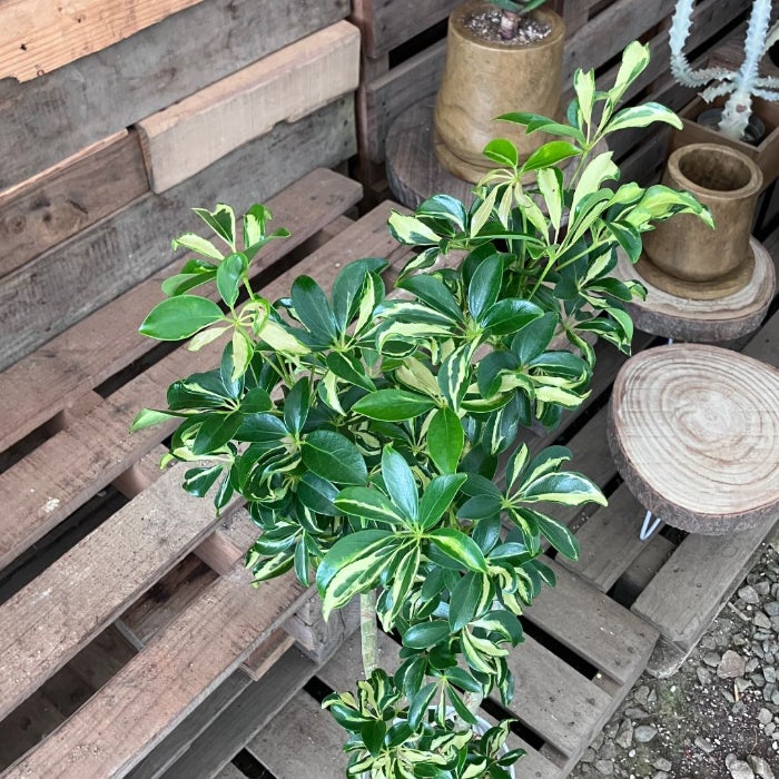 観葉植物現品販売