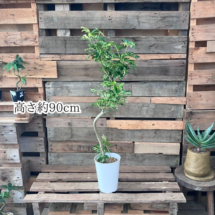 観葉植物現品販売