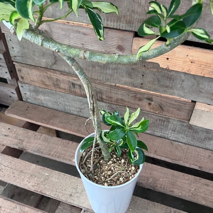 観葉植物現品販売