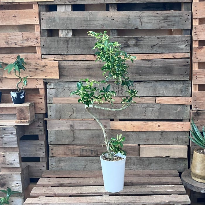 観葉植物現品販売