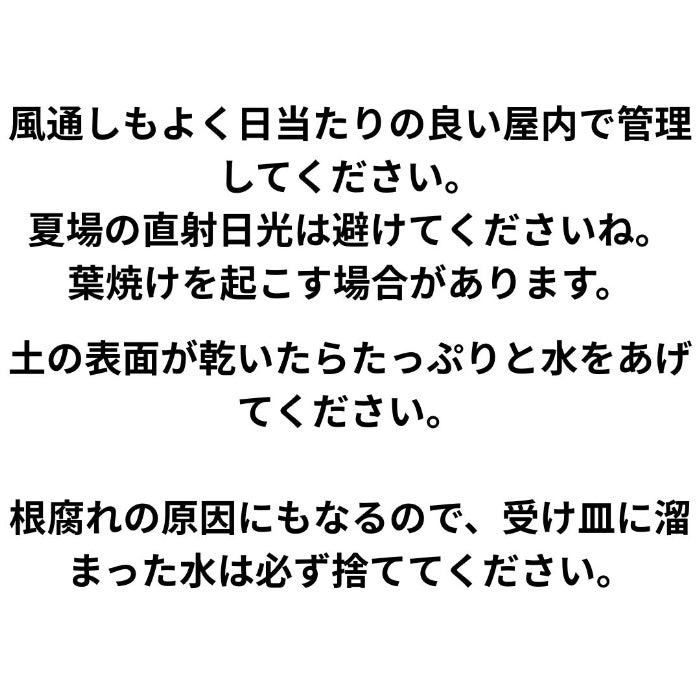 観葉植物現品販売