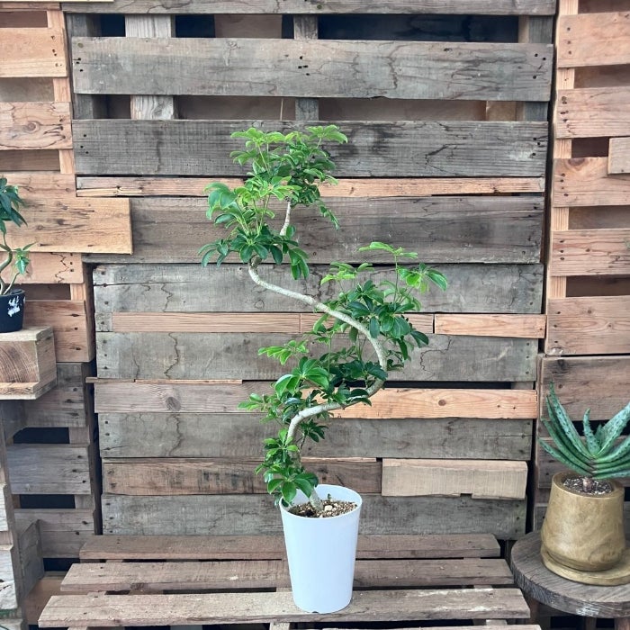 観葉植物現品販売