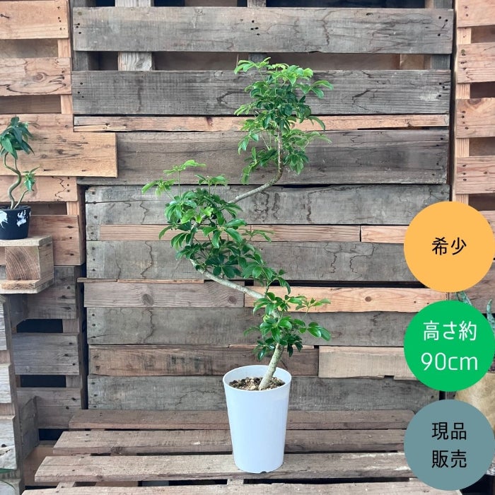 観葉植物現品販売