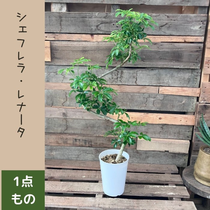 観葉植物現品販売