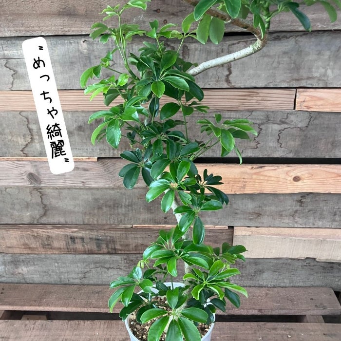 観葉植物現品販売