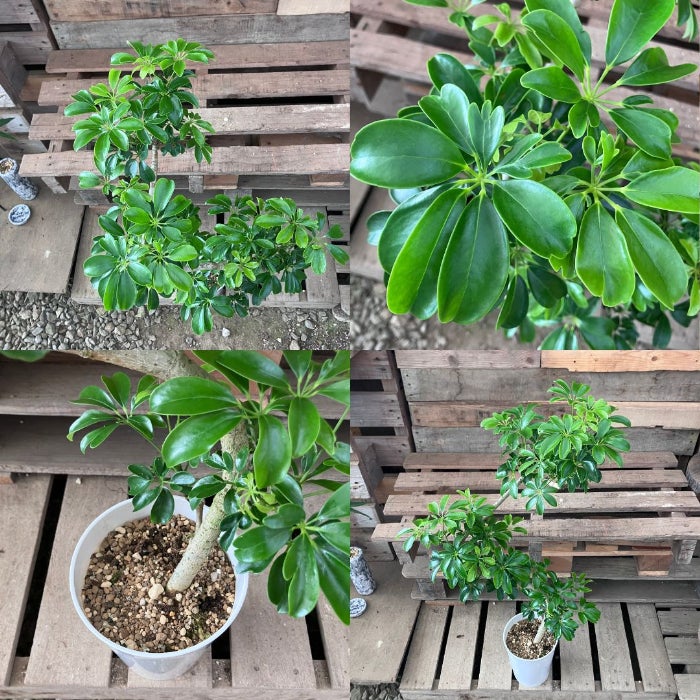 観葉植物現品販売