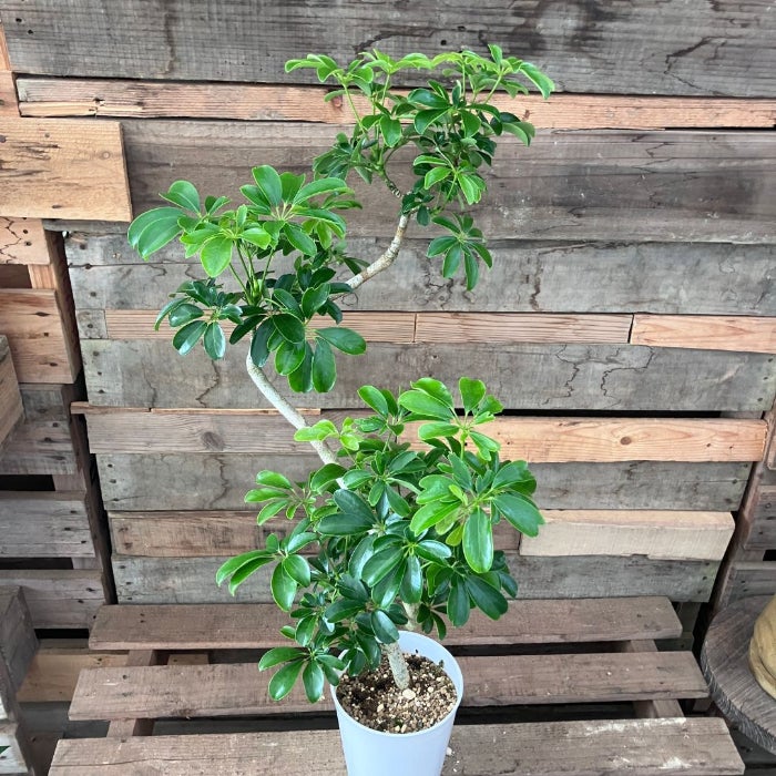 観葉植物現品販売