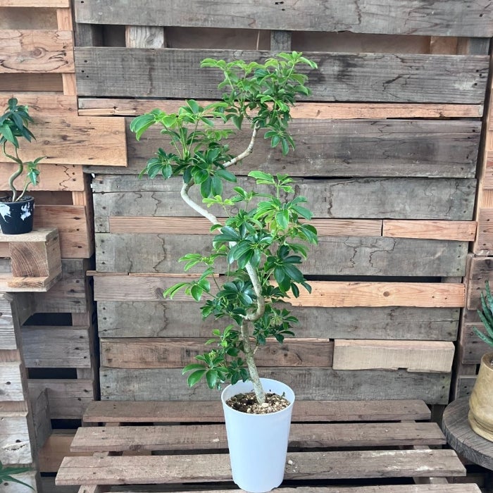 観葉植物現品販売
