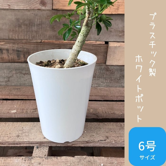 観葉植物現品販売