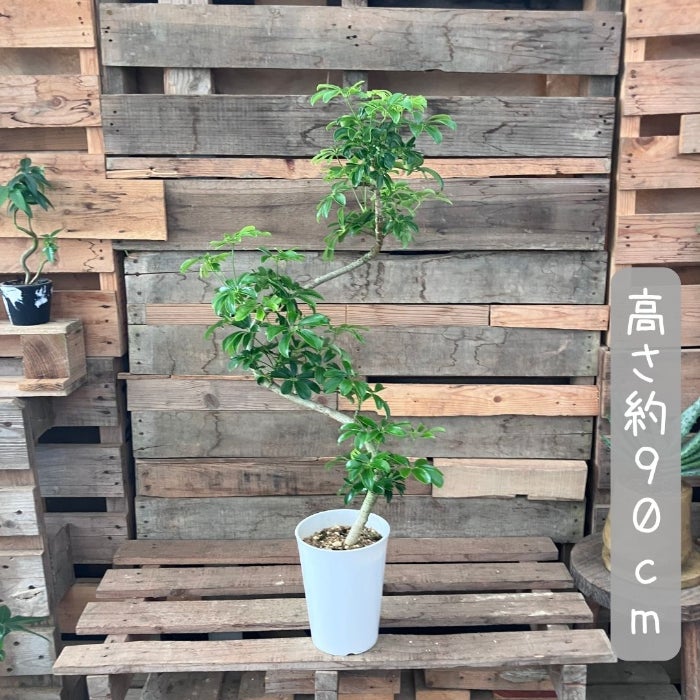 観葉植物現品販売