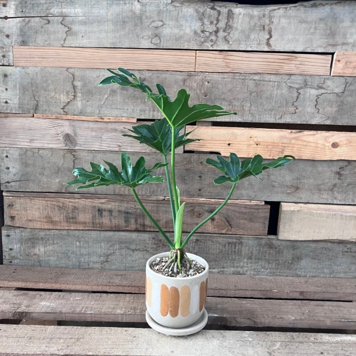 観葉植物現品販売