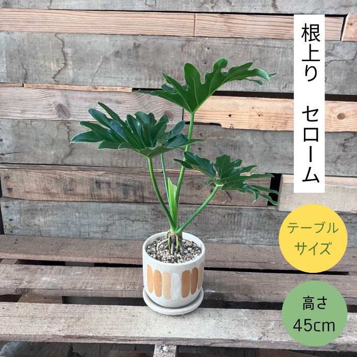 観葉植物現品販売