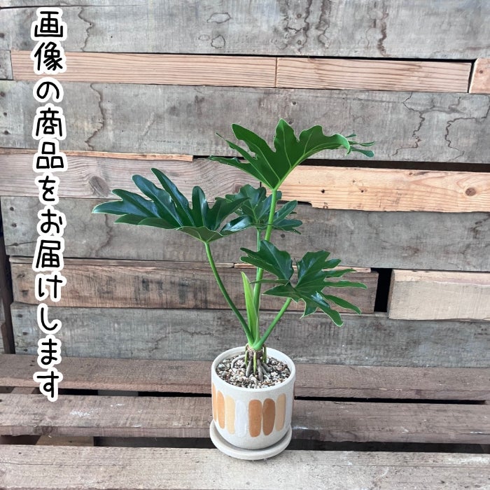 観葉植物現品販売