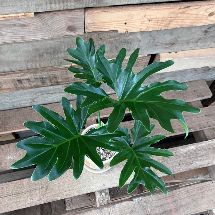 観葉植物現品販売