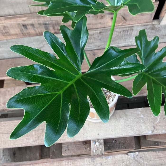 観葉植物現品販売