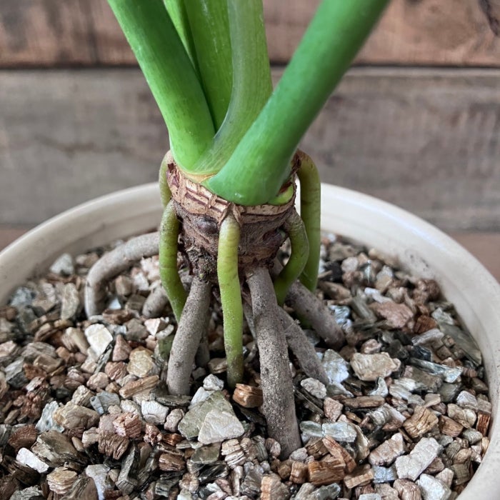 観葉植物現品販売