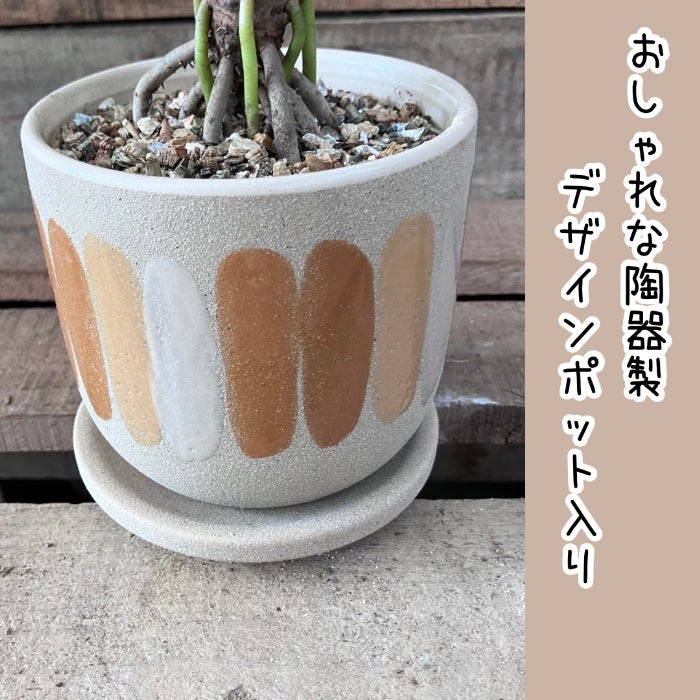 観葉植物現品販売