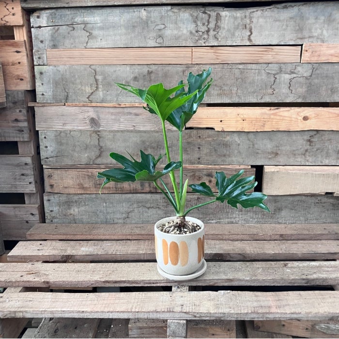 観葉植物現品販売