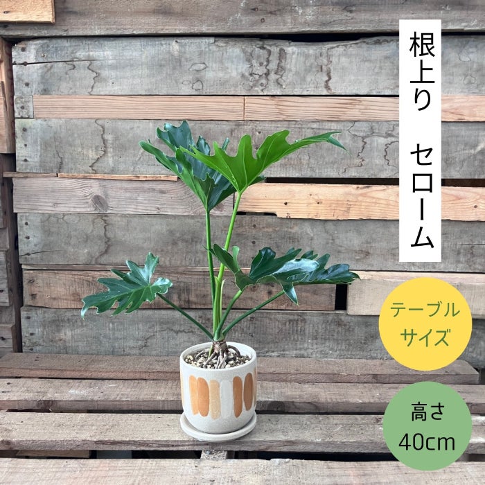 観葉植物現品販売