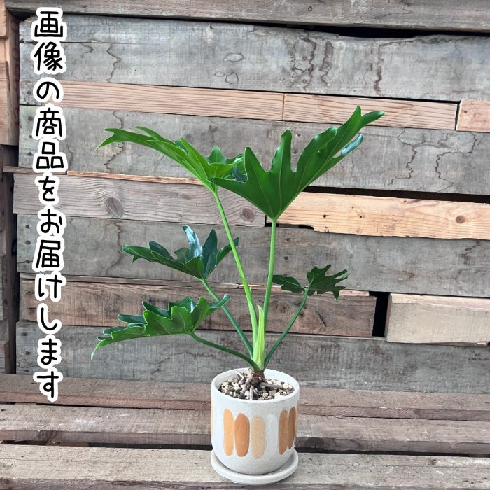観葉植物現品販売