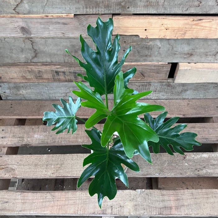 観葉植物現品販売