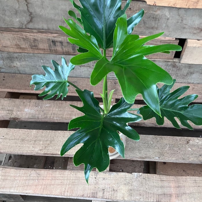 観葉植物現品販売