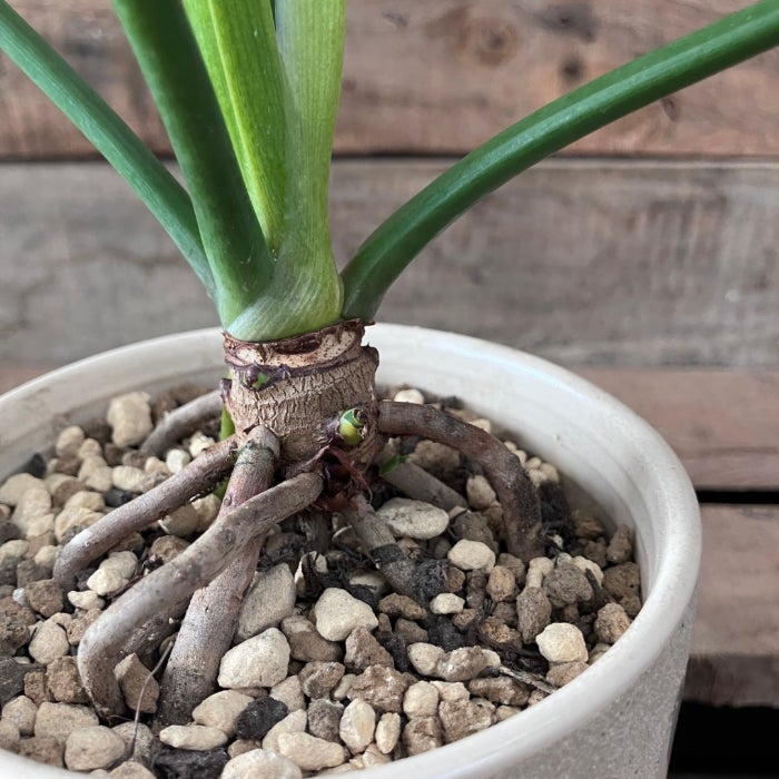 観葉植物現品販売