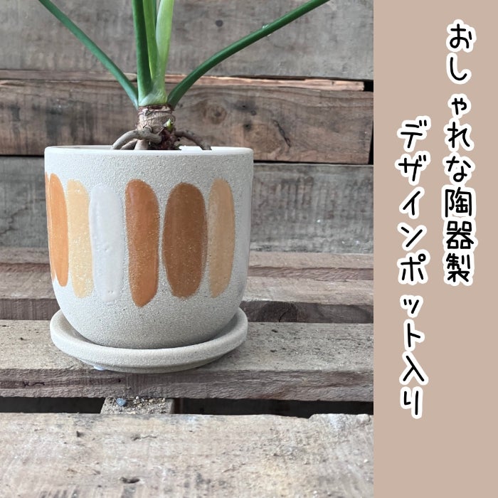 観葉植物現品販売