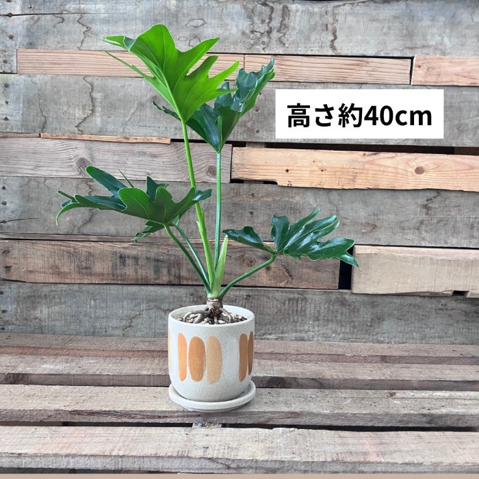 観葉植物現品販売