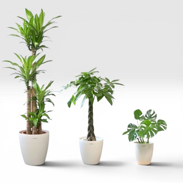 送料無料】置くだけでプロ仕様！ 観葉植物 3種セット（10号・8号・6号