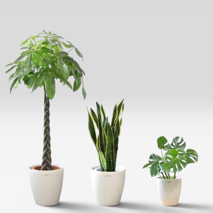 送料無料】置くだけでプロ仕様！ 観葉植物 3種セット（10号・8号・6号
