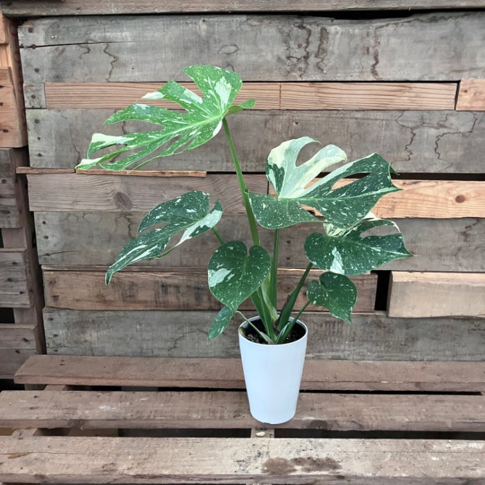 観葉植物現品販売