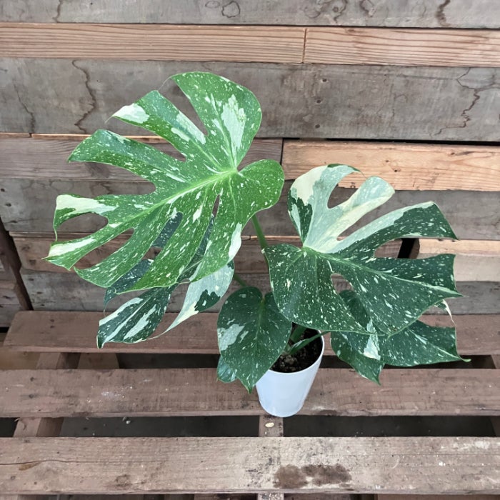 観葉植物現品販売