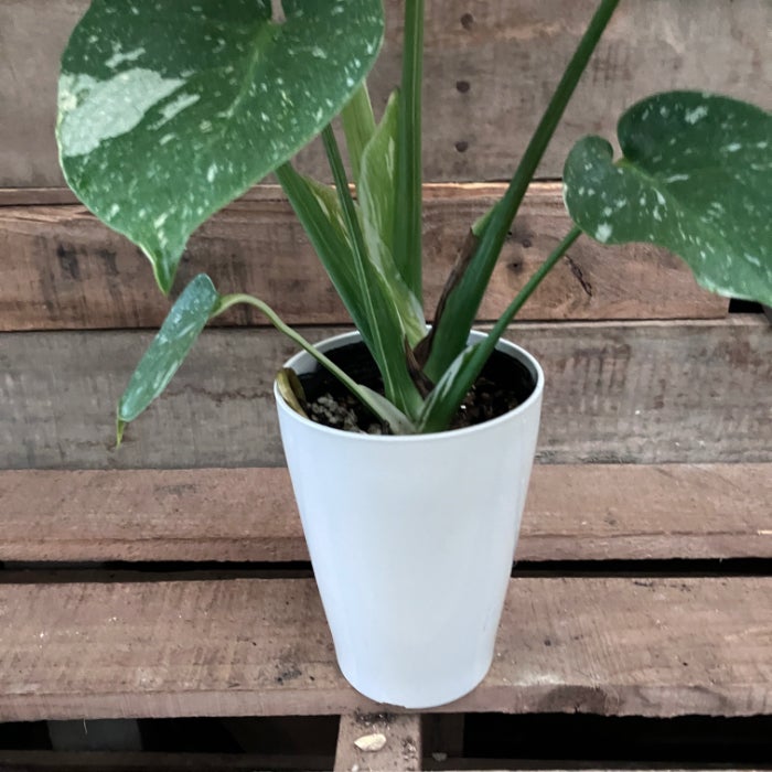 観葉植物現品販売