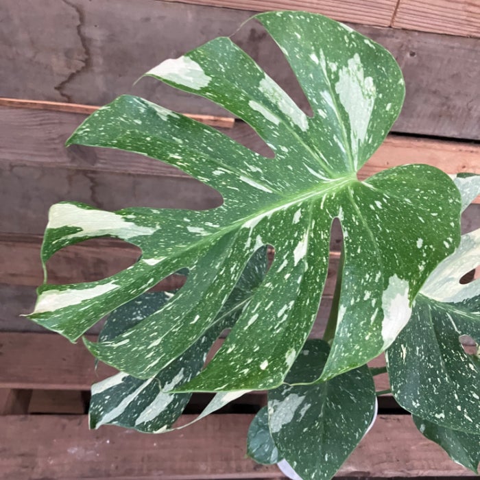 観葉植物現品販売