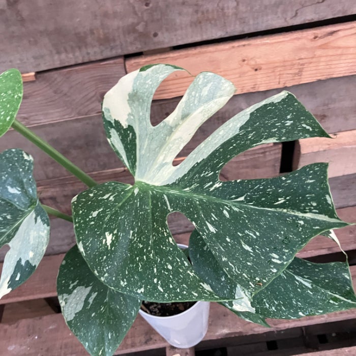 観葉植物現品販売