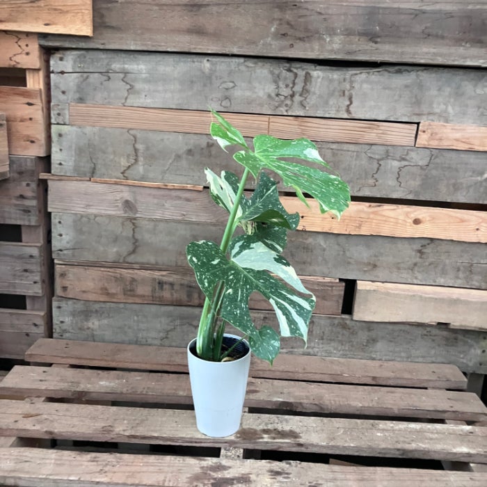観葉植物現品販売