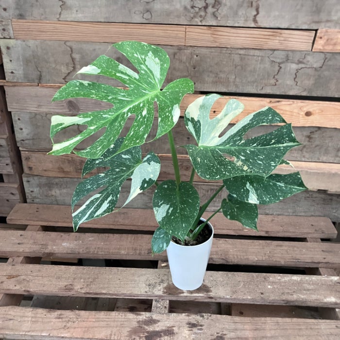 観葉植物現品販売